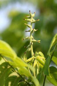 樹木鬼|オニグルミってどんな木？食べ方や割り方、花や葉の特徴は？